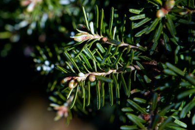 Abies koreana 'Eskimo' - jedle korejská - čarověník - jehlice